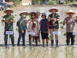 Penyerahan Benih Padi Unggul Dan Kartu E Tani Di Siantar Marihat