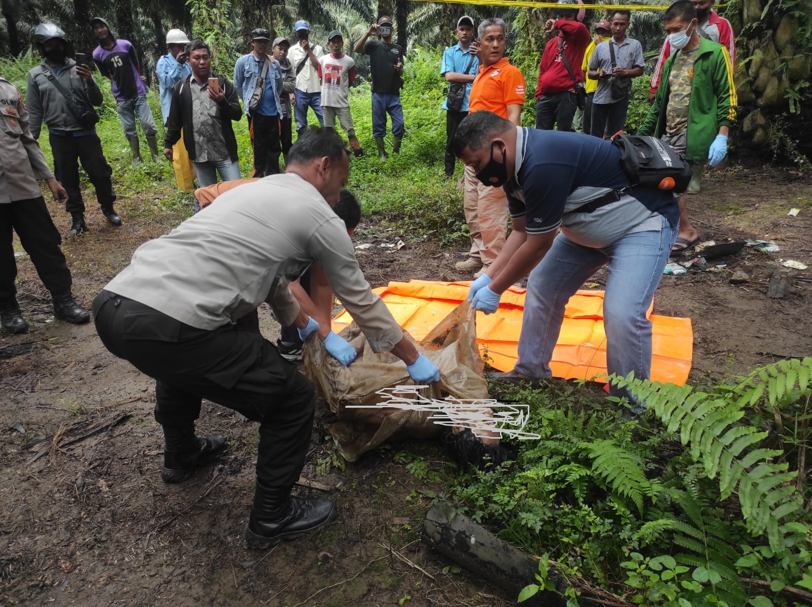 Polsek Lima Puluh evakuasi penemuan sesosok mayat tanpa identitas (Mr X) terbungkus plastik di Perkebunan Tanah Gambus Batu Bara Jum'at (11/11-2022).beritasore/alirsyah