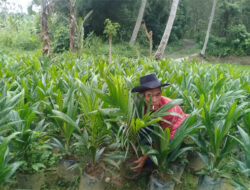 Bibit Kelapa Sawit Bersertifikat Harga Kompetitif