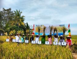 BI Panen Bersama Demplot Padi Di Sergai