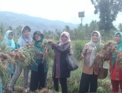Dinas Pertanian Tapsel Dorong Petani Budidayakan Bawang Merah Batu Ijo