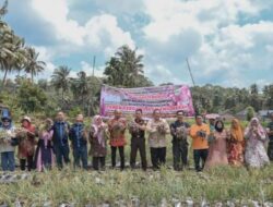 Walikota Sidempuan Hadiri Panen Perdana Bawang Merah Gapoktan