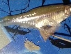 Heboh, Perut ikan Dibelah  Isinya Kutu Kura-kura Hidup