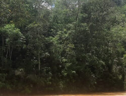 Menelusuri Tambang Emas Di Sungai Batangnatal