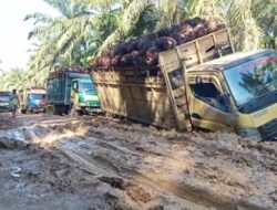 Investor Jangan Jadi ‘Predator’  Di Pantai Barat Madina , Camat Beberkan Produksi TBS