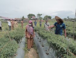 Pemkab Aceh Tamiang Galakkan Tanam Pangan Cepat Panen