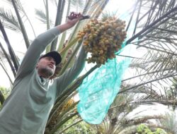 Ijeck Di Tanah Karo: Panen Sawit Sudah Biasa, Panen Kurma Luar Bisa