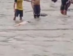 Mayat Wanita Mengambang  Di Sungai Batang Gadis