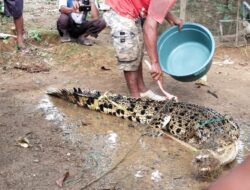 Buaya 3 Meter Tersangkut  Di Sungai Batangnatal