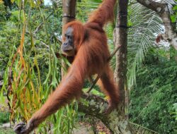 Wagubsu Bawa Menpora Lihat Orangutan di TNGL