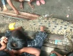 Kapal Nelayan Batu Bara Diserang Kawanan Buaya