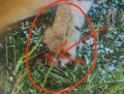 Harimau Sumatera  Terluka Diduga Akibat Terjerat di Langkat 