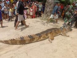 Buaya 4 Meter Penyerang Ibu dan Anak Berhasil Ditangkap