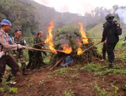 Menelusuri Ladang Ganja Di Madina