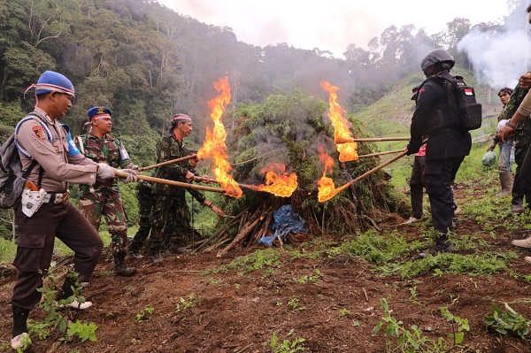 Teks foto Berita/ist Ladang ganja sekira 5 hektar di pegunungan Panyabungan Timur dimusnahkan, 25 ton daun ganja dibabat dan dibakar, beberapa waktu lalu.