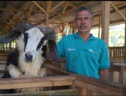 BSI dan BSI Maslahat Resmikan Klaster Domba Kambing Di Banten