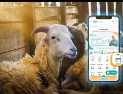 Layani Kurban Online, BSI Maslahat Siap Distribusikan Daging untuk Umat