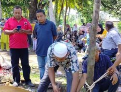 PDI-P Bagikan Hewan  Kurban Di Madina