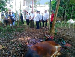 Pemkab Sergai sembelih 100 Ekor Lembu, dua Kambing