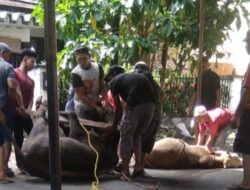 Ladon Club Indonesia Sembelih 10 Hewan Kurban
