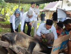 Pemko Pematang Siantar Kurban Sembilan Ekor Sapi