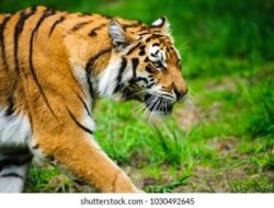 Harimau Berkeliaran, Warga Tambangan Takut Dan Kelaparan