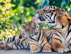 beritasore/IstWarga Manambin, Kec. Kotanopan, Madina memergoki dua harimau: satu harimau berbadan besar dan satu kecil.