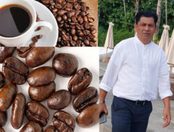 Kopi Mandailing Incaran Dunia, Rindukan Pecinta Kopi
