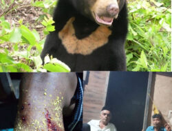 Beruang Menyerang  Petani Roburandolok, Kaki Luka Parah