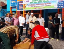 SMSI Sumut Sembelih Hewan Kurban