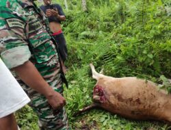 Harimau Mengganas Di Kotanopan, 2 Ternak Sapi Mati Dimangsa