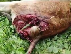 Teks foto:Personel Polsek dan Koramil menemukan dua ekor sapi dalam keadaan mati kondisi pinggul belakang sapi robek akibat dimangsa harimau liar.