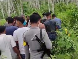 Warga Kotanopan Kepergok 2 Harimau, Besar Dan Kecil