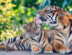 Harimau Resahkan Kotanopan, Pemkab Instruksukan Siskamling