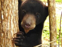 Beruang Hantui Roburandolok, Warga Tak Berani Ke Kebun