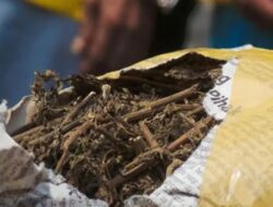 Heboh, Paket 5 Kg Ganja Di Loket ALS