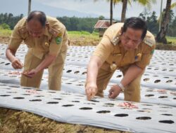 Resmikan Jalan Usaha Tani, Irsan Tanam Bawang Merah