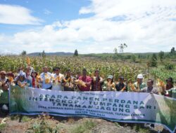 TPL Panen Perdana Tanam Jagung Program Intercrop Bersama Mitra Perusahaan