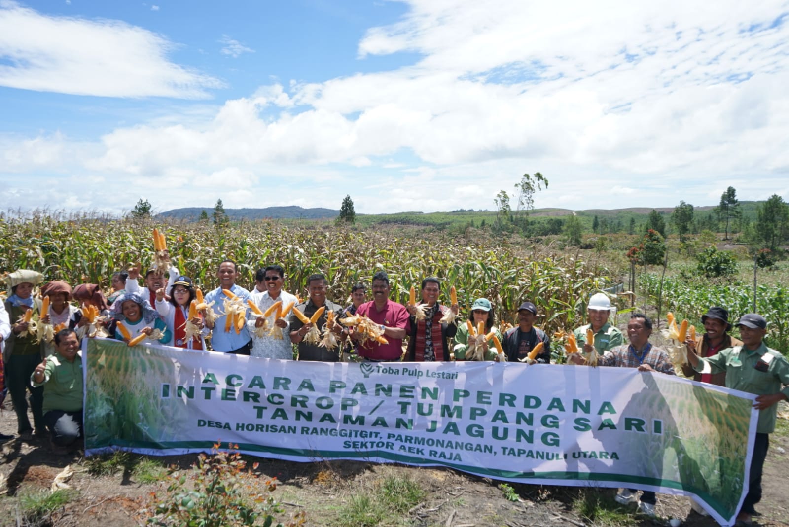 Toba Pulp Lestari (TPL) gelar panen perdana tanaman Jagung dengan program intercrop bersama mitra perusahaan untuk Perkebunan Kayu Rakyat (PKR) di Desa Horisan Ranggitgit, Kecamatan Parmonangan, Kabupaten Tapanuli Utara, Jumat (28/7). ist