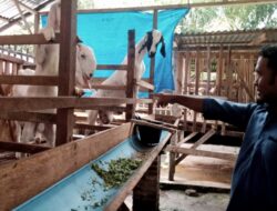 Bisnis Menjanjikan, Kades Manis Setiap Hari Perah 9 Liter Susu Kambing Etawa