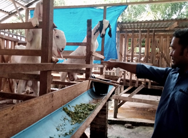Kades Manis Supian menunjuk Kambing Etawa. (Berita Sore/Paimin)