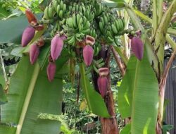 Pohon Pisang Ajaib Berjantung 7 di Desa Manis Asahan