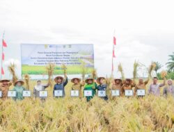 BI Panen Bersama Demplot Klaster Padi di Sergai
