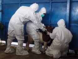 Bea Cukai Langsa Suntik Mati Kambing Positif PMK Hasil Sitaan