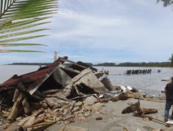 Akibat Abrasi Pantai Pulo Sarok, Bangunan Dan Pohon Kelapa Roboh