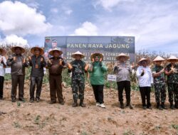 Danrem 023/KS Panen Jagung Di Humbahas