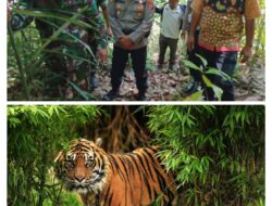 Warga Kotanopan Ketakutan  Temukan Jejak Harimau Dekat SD