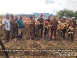 Jaga Stabilitas Pangan, Aceh Singkil Dongkrak Produktivitas Jagung