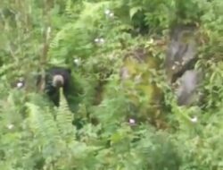 Geger, Beruang Madu Muncul Di Pemukiman Sopotinjak