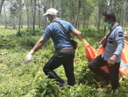 Karyawan Temukan Mayat Wanita Tanpa Busana Di Areal Kebun PT. Bridgestone